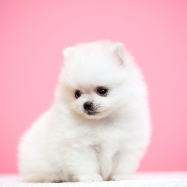 Pet